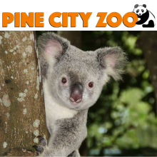 Pine City Zoo logo with koala bear